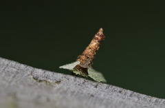 Pagodiella