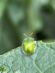 Plagiometriona herbea