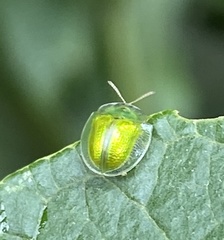 Plagiometriona herbea