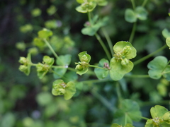 Euphorbia saratoi