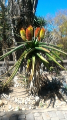Aloe helenae