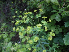 Euphorbia saratoi
