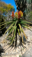 Aloe helenae