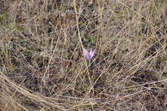 Colchicum laetum
