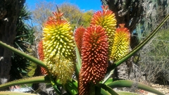 Aloe helenae