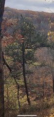 Pinus teocote