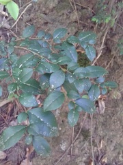 Rhamnus diffusa