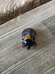 Pleocoma dubitabilis