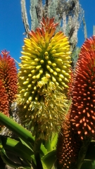 Aloe helenae