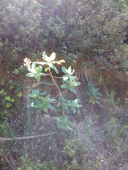 Acrisione denticulata