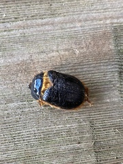 Pleocoma dubitabilis