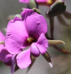 Gompholobium venustum