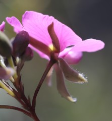 Gompholobium venustum