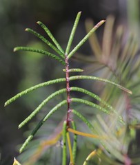 Gompholobium venustum