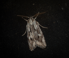 Cryptophasa phycidoides