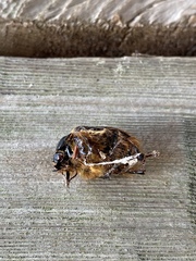 Pleocoma dubitabilis