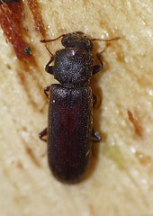 Lyctinae