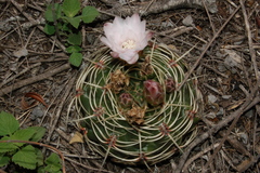 Gymnocalycium monvillei