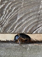 Pleocoma dubitabilis