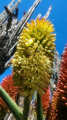 Aloe helenae