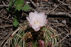 Gymnocalycium monvillei