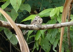 Hydropsalis climacocerca