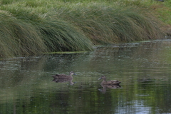Anas superciliosa × platyrhynchos