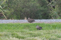 Anas superciliosa × platyrhynchos