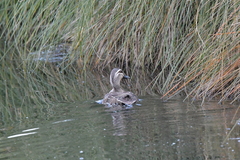 Anas superciliosa × platyrhynchos