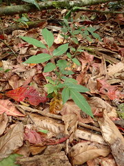 Dysoxylum gaudichaudianum