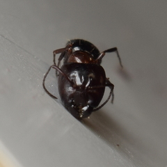 Camponotus hyatti