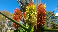 Aloe helenae