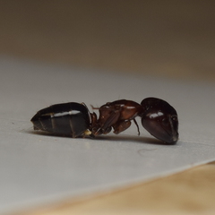 Camponotus hyatti