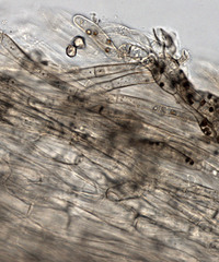 Entoloma pseudostrictium