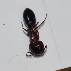 Camponotus hyatti