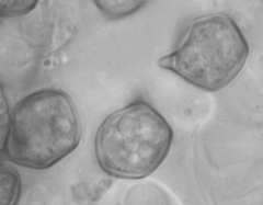 Entoloma pseudostrictium