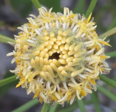 Isopogon trilobus