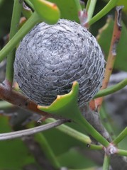 Isopogon trilobus