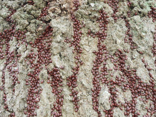Spotted Pink Lady Beetle photographed in Maryland