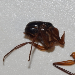 Camponotus vicinus