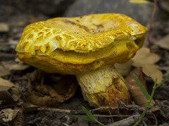 Buchwaldoboletus