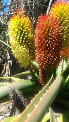 Aloe helenae