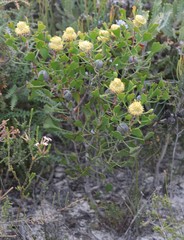 Isopogon trilobus