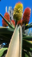 Aloe helenae