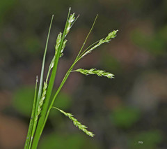 Carex oxylepis