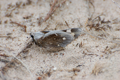 Megathymus streckeri