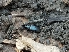 Coleoptera