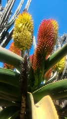 Aloe helenae