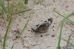 Megathymus streckeri