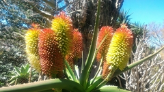 Aloe helenae
